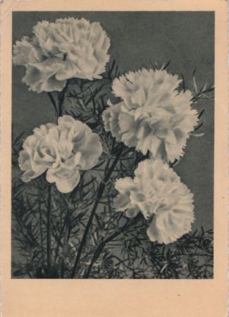 Blumen schwarzweiß Blumen schwarzweiß