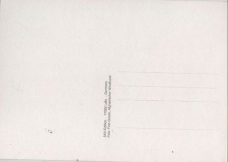 langfelliger Hund draußen