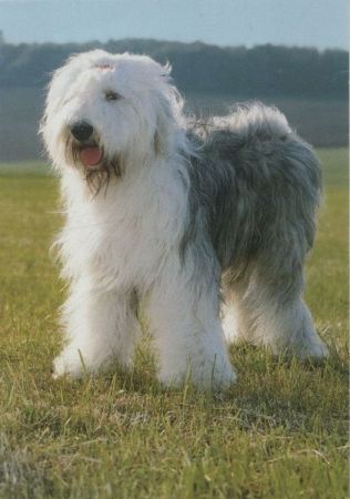 Hund mit viel Fell Hund mit viel Fell