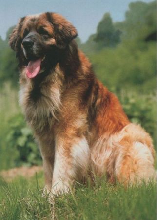 Hund auf Wiese Hund auf Wiese