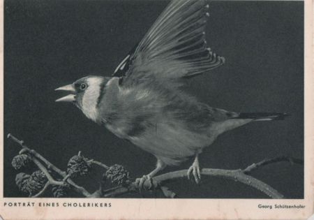 Choleriker Vogel Choleriker Vogel