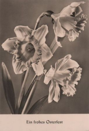 Frohes Osterfest Blumen Frohes Osterfest Blumen