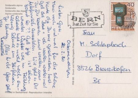 Soldanellen blühend Soldanellen blühend