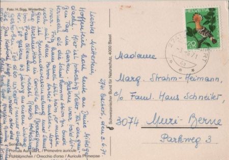 Frühblümchen blühend