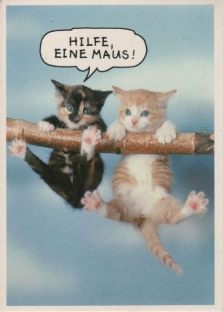Zwei Katzen Angst vor Maus Zwei Katzen Angst vor Maus