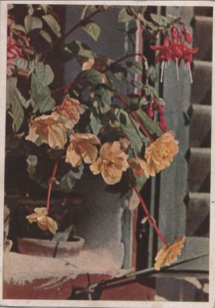 Blumen gelb Blumen gelb