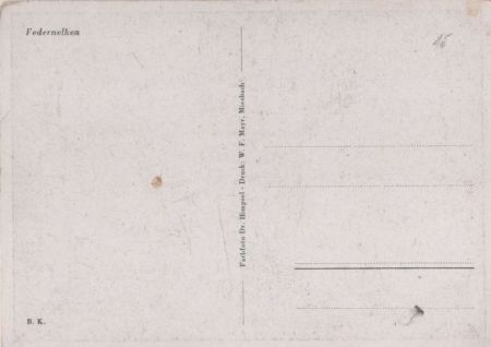 Federnelken blühend