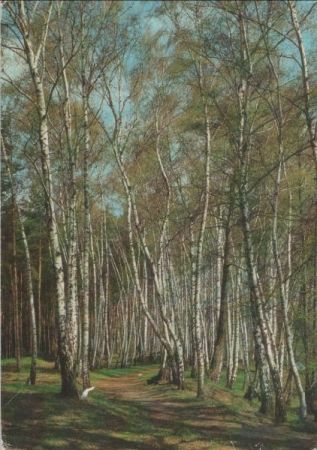 Weg im Birkenwald Weg im Birkenwald