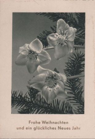 Frohe Weihnachten Blumen Frohe Weihnachten Blumen