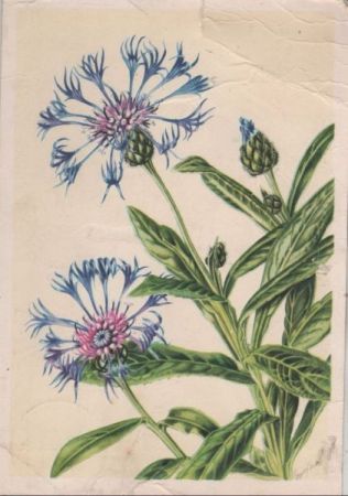 Bergflockenblume ZeichnungKnicke Bergflockenblume ZeichnungKnicke