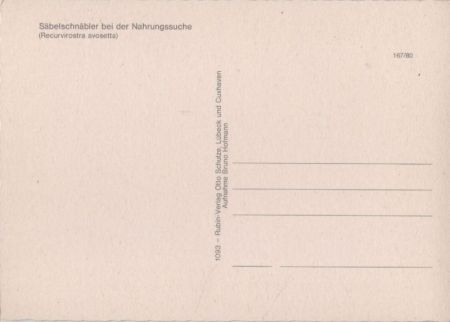 Säbelschnäbler bei Nahrungssuche