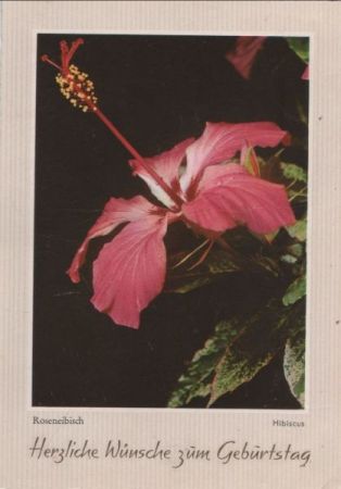 Zum Geburtstag Roseneibisch Zum Geburtstag Roseneibisch