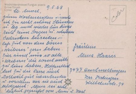 Wacholderdrossel auf einem Zweig Wacholderdrossel auf einem Zweig