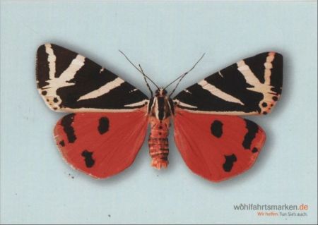 Russischer Bär Schmetterling Russischer Bär Schmetterling