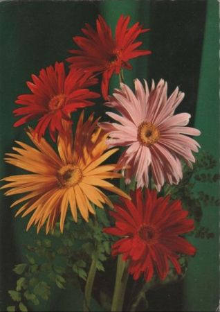 Blühende Blumen mehrfarbig Blühende Blumen mehrfarbig