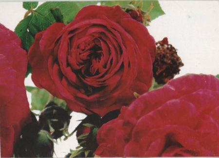 Rose kräftig rot Rose kräftig rot