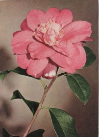 Japanische Rose blühend Japanische Rose blühend