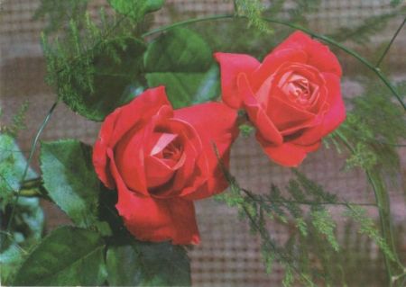 Rosen blühend Rosen blühend