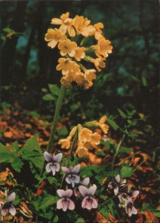 Wald-Schlüsselblume blühend Wald-Schlüsselblume blühend