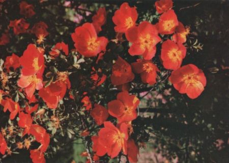 Kapuzierrose blühend Kapuzierrose blühend