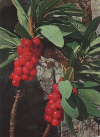 Seidelbast Frucht Seidelbast Frucht