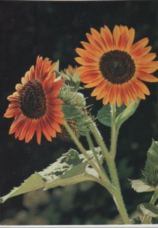 Sonnenblumen blühend Sonnenblumen blühend
