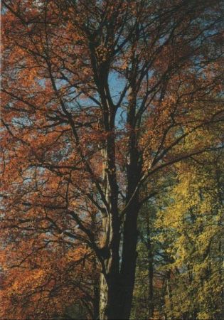 Baum mit Herbstlaub Baum mit Herbstlaub