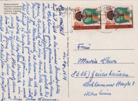 Rutenweiderich blühend