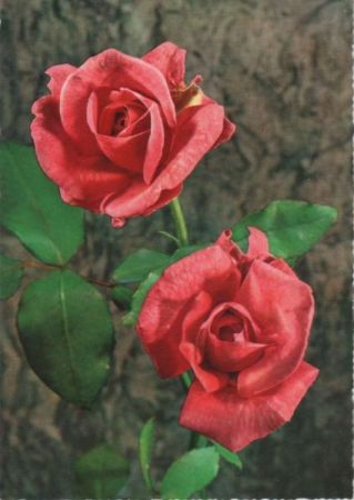 Rosen blühend Rosen blühend