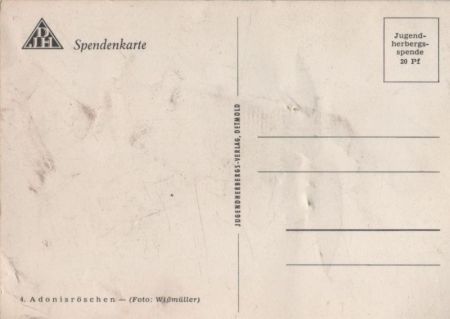 Adonisröschen vor Hügel Adonisröschen vor Hügel