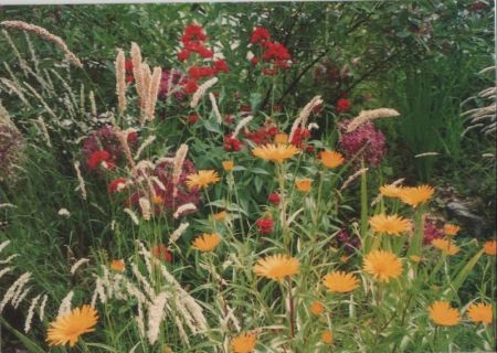 Wiesenblumen bunt Wiesenblumen bunt