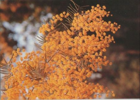 Mimosen Sonderstempel Mimosen Sonderstempel