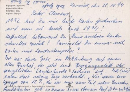 Alpen-Mannstreu blühend Alpen-Mannstreu blühend
