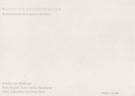 Rosarium Sangerhausen Rosa mopesii