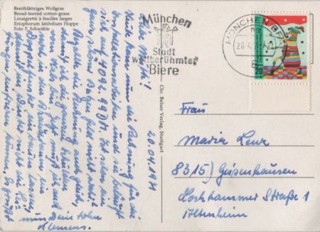 Breitblättriges Wollgras Breitblättriges Wollgras