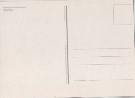 Alpenheckenrose Zeichnung