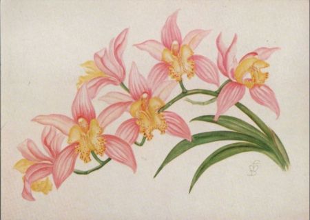Orchidee Sonderstempel Orchidee Sonderstempel