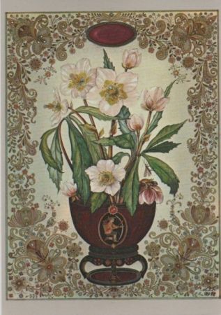 Lisl Thurnher Christrose Lisl Thurnher Christrose