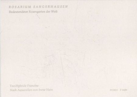 Rosarium Sangerhausen Tee-Hybride Francine Rosarium Sangerhausen Tee-Hybride Francine