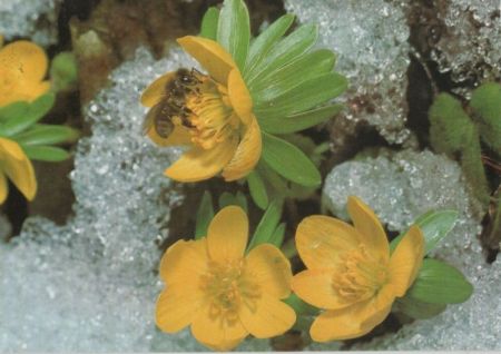 Winterling Sonderstempel Winterling Sonderstempel