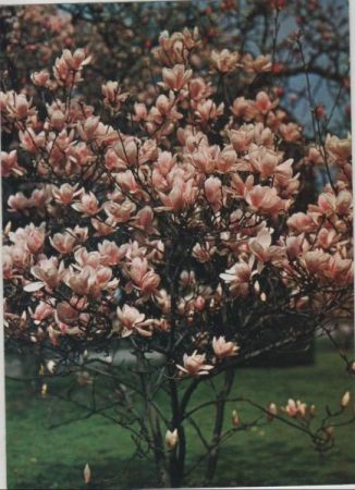 Magnolie Sonderstempel Magnolie Sonderstempel