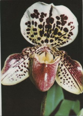 Paphiopedilum Martin Sonderstempel Paphiopedilum Martin Sonderstempel