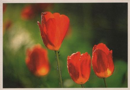 Klatschmohn 4 Blüten Klatschmohn 4 Blüten