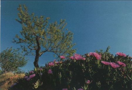Baum und Blüten Baum und Blüten