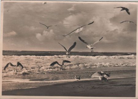 Möwen am Strand Möwen am Strand