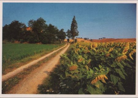Weg am Sonnenblumenfeld Weg am Sonnenblumenfeld