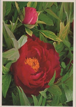Rose blühend Rose blühend