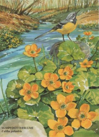 Sumpfdotterblume mit Vogel Sumpfdotterblume mit Vogel
