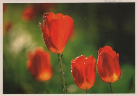 Blumen blühend Blumen blühend