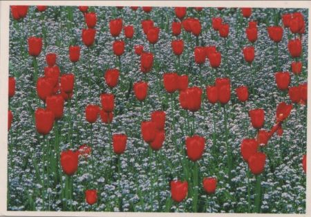 Tulpen auf Blumenwiese Tulpen auf Blumenwiese